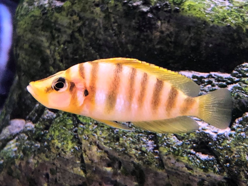 Altolamprologus compressiceps 'Kilima' (Mandarin)